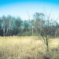 II_00009