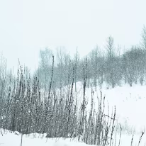 II_00012